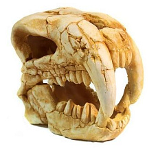 Deksi Грот Череп динозавра  №1002